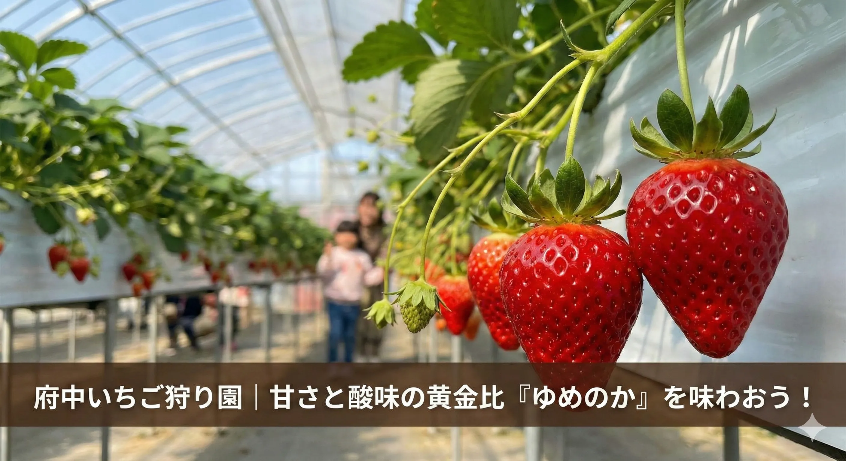 ゆめのかの魅力を徹底解説｜甘みと酸味のバランスを楽しむいちご狩り体験