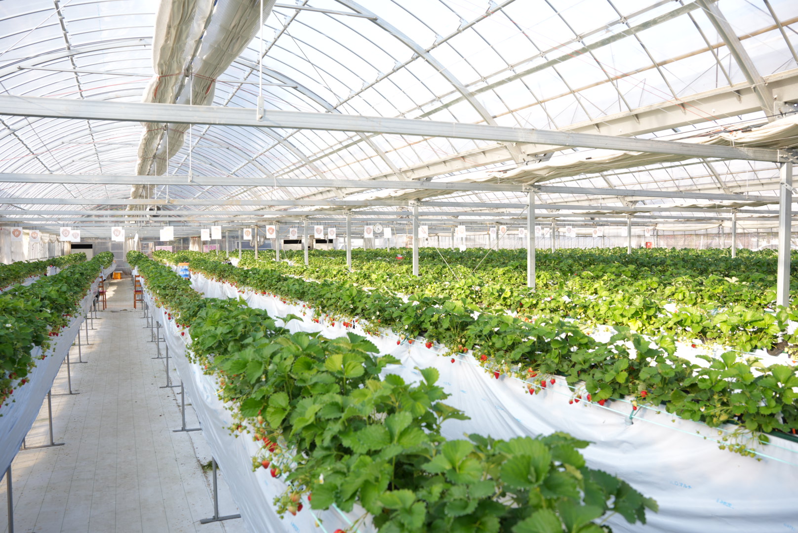 ภายในบ้านสตรอว์เบอร์รี่