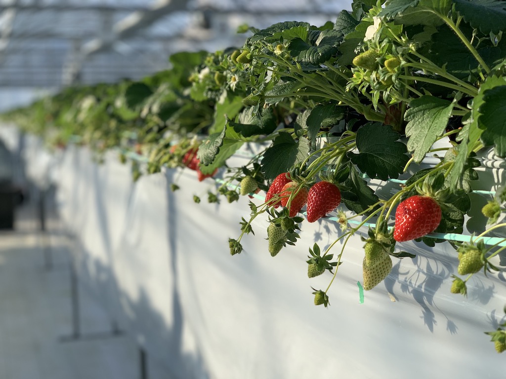 Picking delicious strawberries