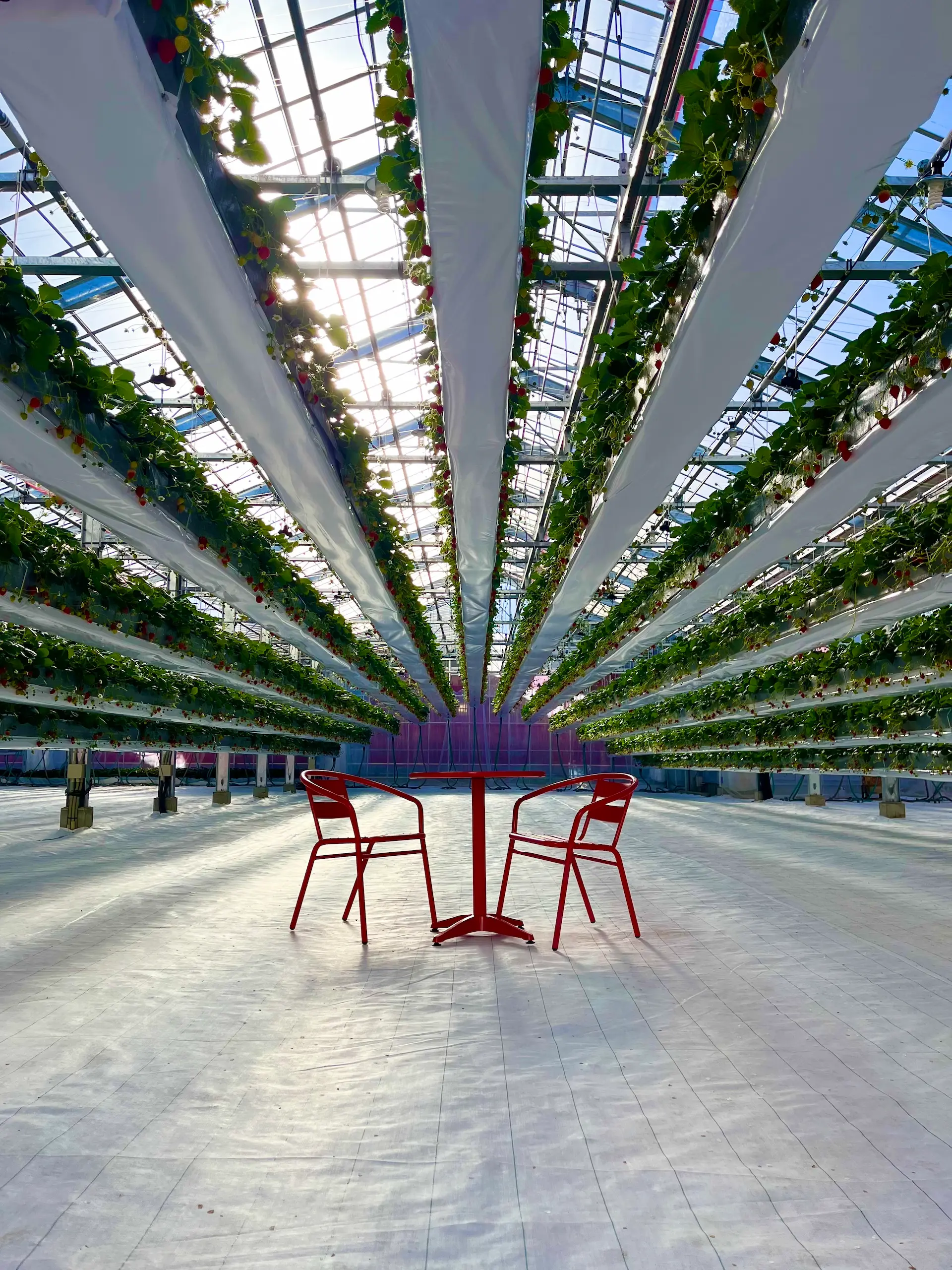 สตรอว์เบอร์รี่